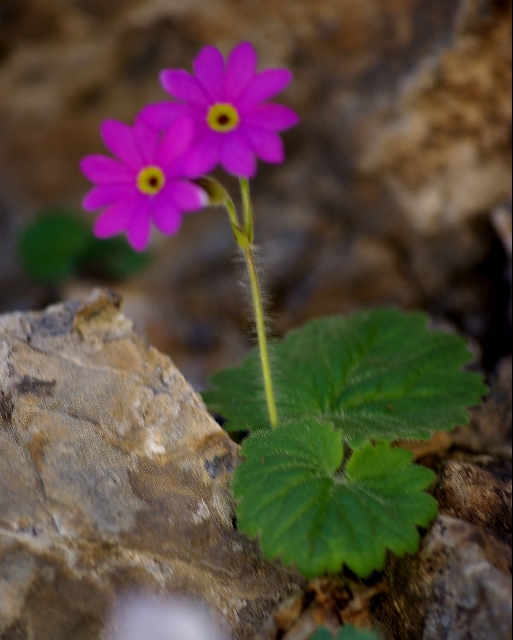 Primula minkwitziae